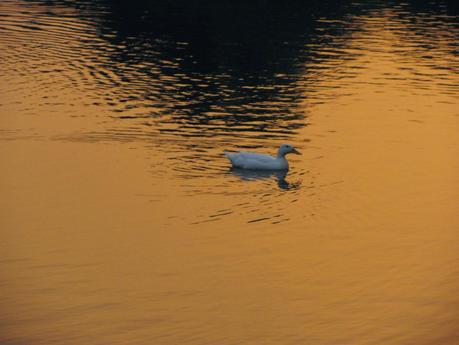 Between Lenses - Dicembre :: * REFLECTIONS *