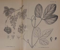 Disegno botanico di vitis vinifera