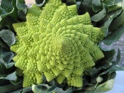 Un caratteristico cavolfiore romanesco