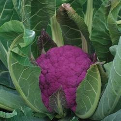 Il colorato cavolfiore violetto di Sicilia