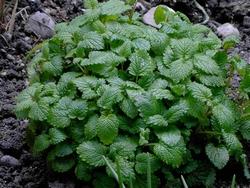 Pianta della melissa