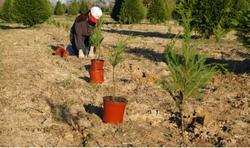 Alberi di Natale che vengono piantati