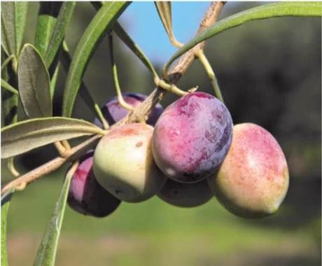 Aspetti produttivi e caratterizzazione sensoriale delle principali cultivar di olivo calabresi.