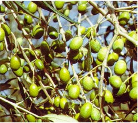 Aspetti produttivi e caratterizzazione sensoriale delle principali cultivar di olivo calabresi.