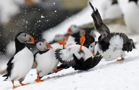 puffins-fight3-hornoya-mrch2011-tamundsen-biotope