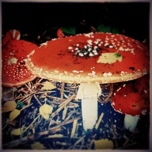 amanita