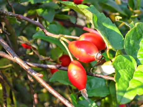 Rosa canina, alcune proprietà e usi