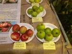 Le antiche varietà di mele piemontesi