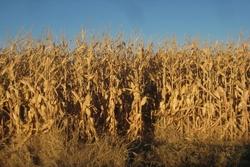 Piante di mais pronte per la raccolta