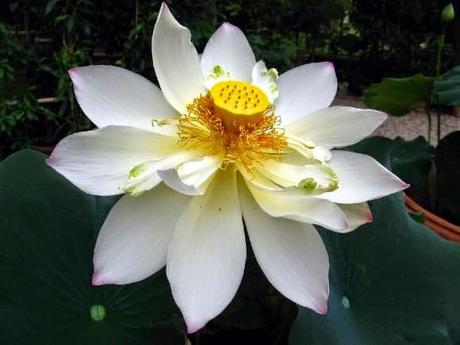 Fiore di loto bianco, un fiore bellissimo dalle straordianrie qualità