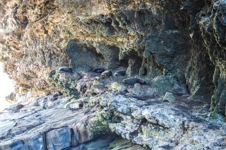 kangaroo island_admiral arch