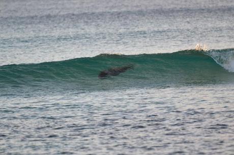 kangaroo island_stokes beach