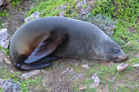 kangaroo island_otaria