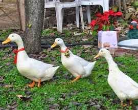 Richard, Antonietta e Sam