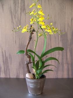 Vaso di Oncidium gialle