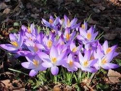 Fiore primaverile Crocus