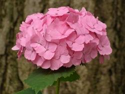 Hydrangea macrophylla.