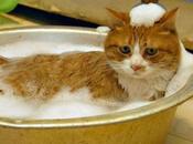 gatto, lavarlo maniera naturale