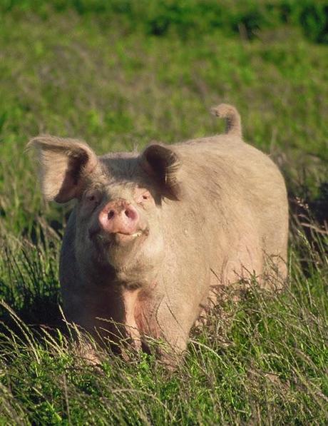 Popò, porco pulito un fu mai grasso, posola, posto ch'u ve scalamasse | Parole e verbi in disuso