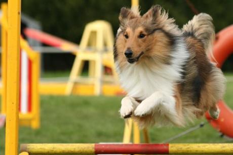 Esposizione canina internazionale al complesso Zeno di Ercolano