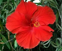 Hibiscus