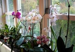 Pianta di orchidee fiorite