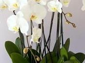 Piante orchidee