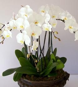 Orchidea phalaenopsis