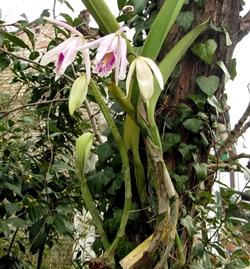 Pianta di orchidea epifite