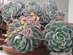 Echeveria