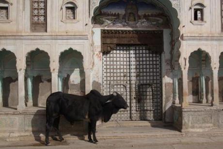 Un racconto dall’India: Fatehpur, accoglienza e stupore in Rajastan