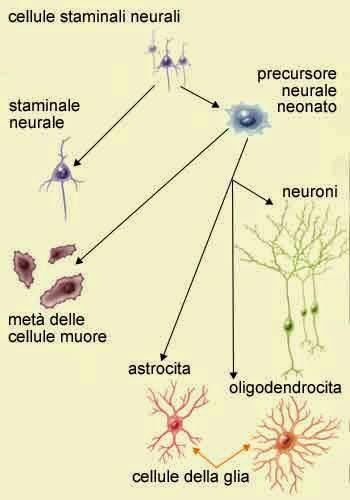 Le staminali diventano killer di cellule tumorali