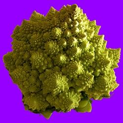 cavolo romanesco