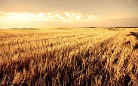 Campo_di_grano_esteso