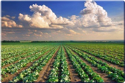 IMU terreni agricoli: si paga a gennaio 2015