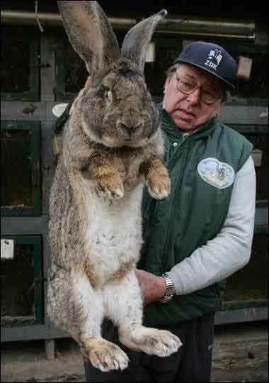 I conigli giganti dei Teletubbies, i Flemish Giant Rabbit.