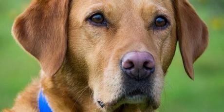 BUON GIORNO: IL CANE MIGLIOR AMICO DELL'UOMO