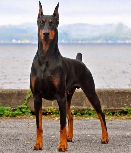 BUON GIORNO: IL CANE MIGLIOR AMICO DELL'UOMO