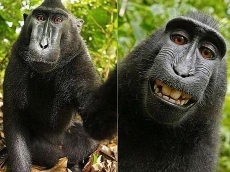 selfie-macaco