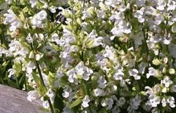 Pianta di Salvia officinalis albiflora