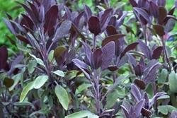 Pianta di Salvia officinalis purpurascens