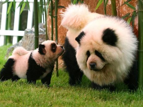 Circo Orfei di Brescia: due cani Chow Chow truccati da Panda