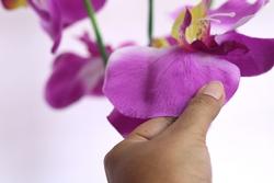 Quasi reale al tatto e alla vista questa orchidea di seta