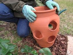 Vaso per fragole