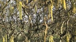 I fiori del nocciolo contorto