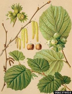 Illustrazione botanica di Corylus Avellana
