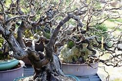 Un esemplare di nocciolo contorto