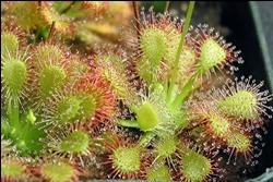 Drosera Capillaris