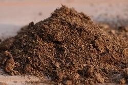 peat moss - torba di sfagno