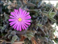 Piante grasse con fiore